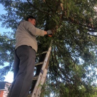 Окашивание травы и кронирование деревьев на придомовой территории многоквартирных домов